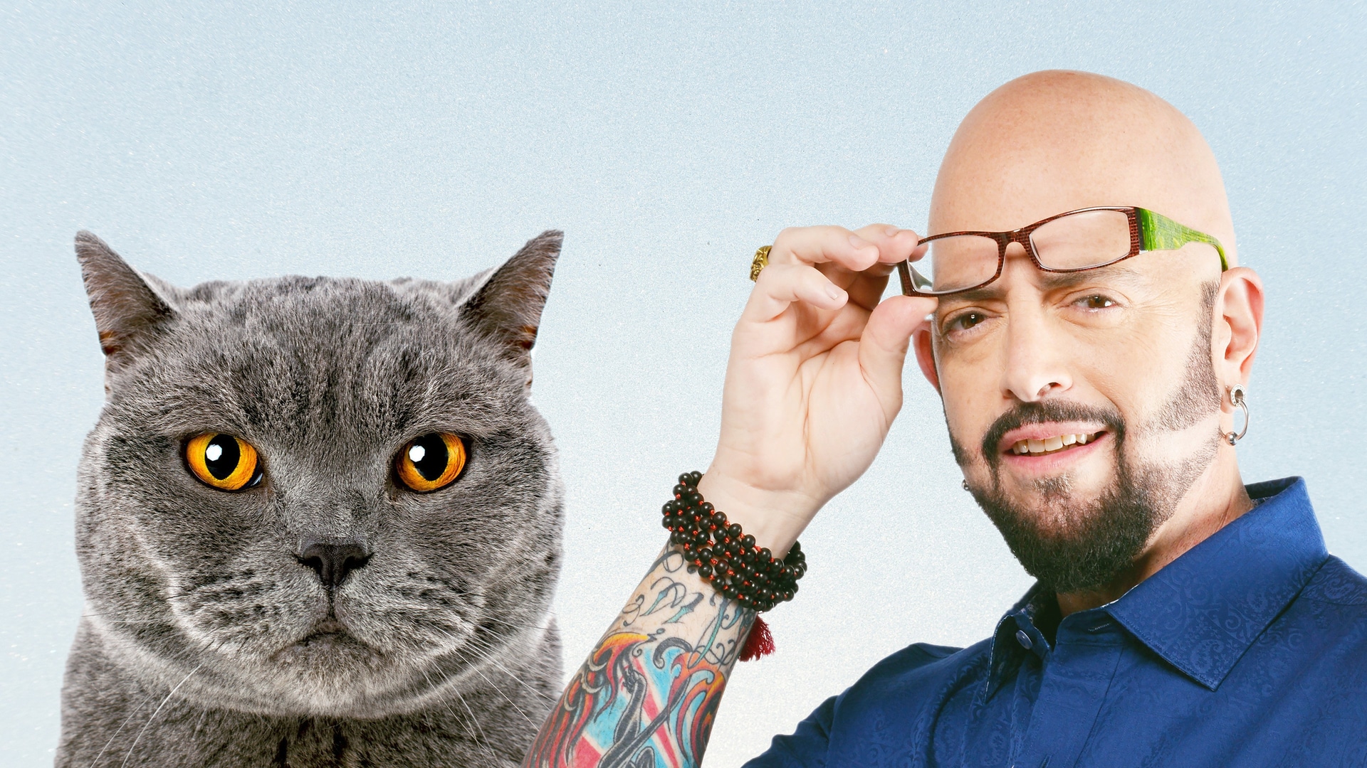 El encantador de gatos