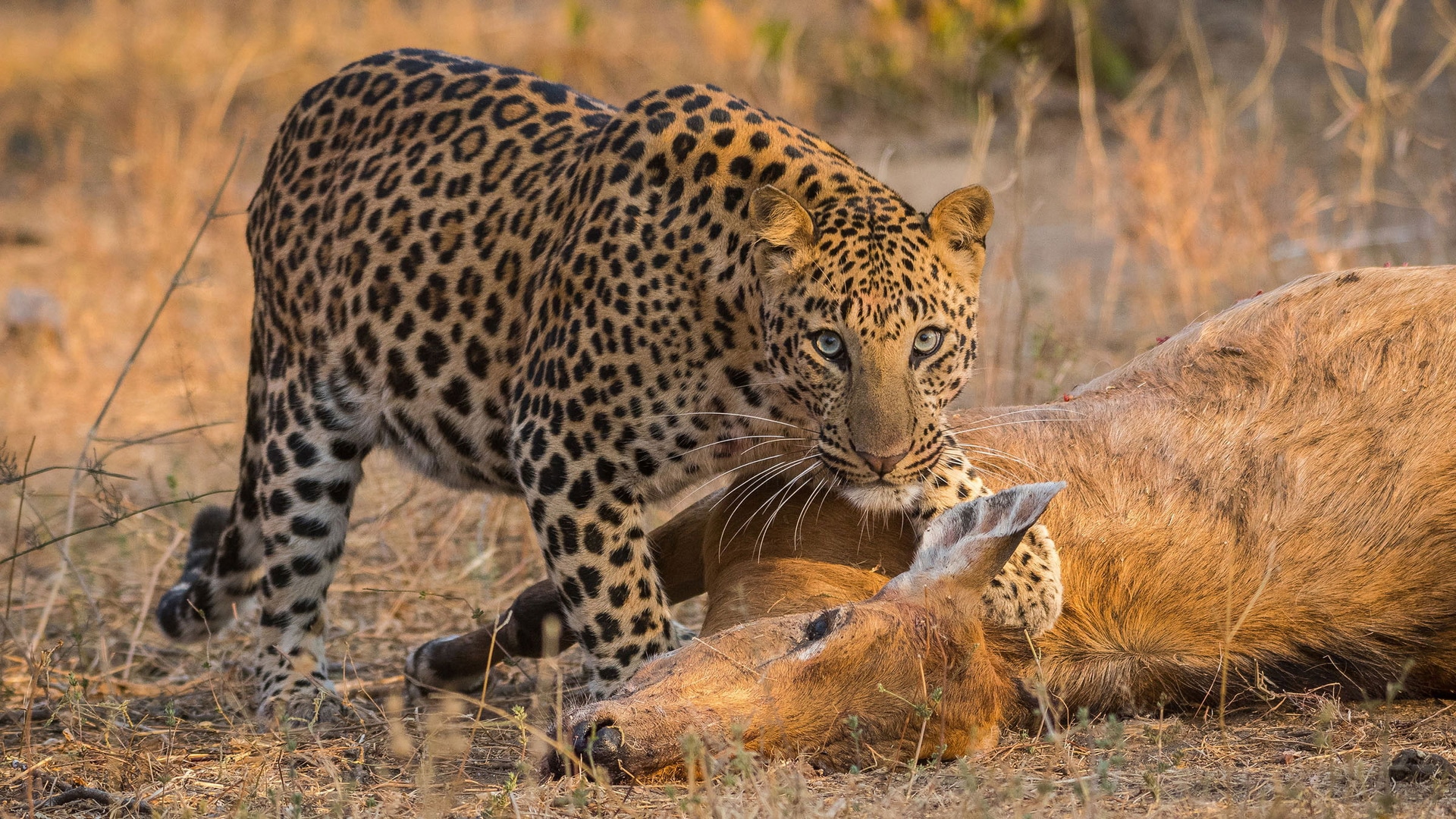 Predator v Prey